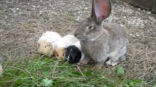 Kaninchen Hasen Meerschweinchen Riesenschecken Deutsche Riesen am Ferienhof Sturmgut [upl. by Ayote67]