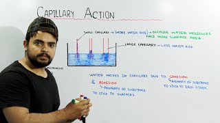 Capillary Action  Adhesion and Cohesion in water [upl. by Tine]