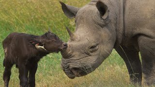 Rhino with wild buffalo calf  Buffalo Springs National Park Kenya [upl. by Emolas652]