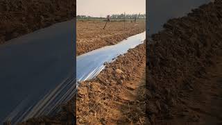 Farming shorts kheti agriculture horticulture mulching irrigation sabse satisfying ytshorts [upl. by Ah]