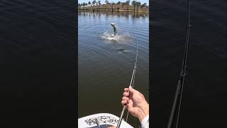 BIG LAKE MONDURAN BARRA GETTING AIR fish fishing lure australia barramundi shorts [upl. by Pronty]