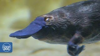 Duckbill Platypus  Australia [upl. by Johnathan]