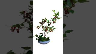 Bonsai Fruited Tree Expensive Bonsai Plants Shorts Plants Bonsai 64 [upl. by Kind]