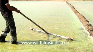 Collecting crystallized salt in sea water reservoir Gujarat [upl. by Arnaldo]