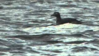 Longtailed Duck 1st winter drake  Waterhead Cumbria [upl. by Eelyek]