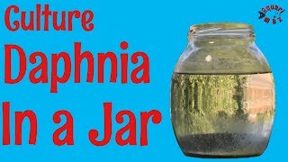 How to Culture Daphnia in a Jar [upl. by Pisarik761]