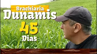 Brachiaria Dunamis INCRÍVEL 45 dias de plantio  Vd 65 [upl. by Helas]