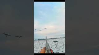 amazing snow geese hunting goosehunt youtubeshorts viral [upl. by Milan]