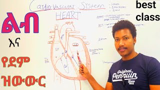 Cardiovascular systemHeart❤ልብ  Anatomy and Physiology class  የደም ዝውውር ደም ቅዳ ደም መልስ [upl. by Obadiah]