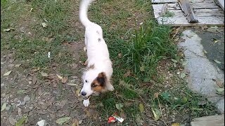 Stray dogs eat raw meat  Stray dogs in evening after rain  White Stray Dog relaxing in evening uk [upl. by Arlee]