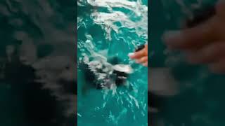 5 Worst Cases of BARNACLES on SEA TURTLES Part 1 🐢 Animal Rescue sea viralshorts trending [upl. by Laspisa]