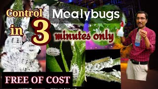 How to Control Mealybugs in 3 minutes only  Free of Cost Home Remedies [upl. by Erdnaet]