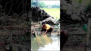 How Jute Fibre is Extracted shorts [upl. by Bibbye756]