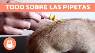 ¿Cómo funciona la PIPETA para PERROS 🐶 Aplicación Duración y Precauciones [upl. by Matthias574]