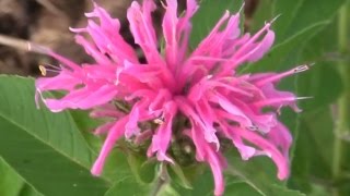 Bee Balm Monarda From Spring To Summer [upl. by Annoed364]