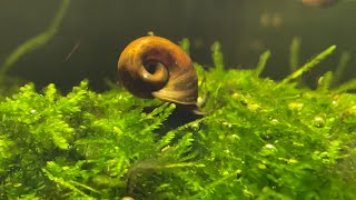 N0 Filter NO CO2 NO Ferts 25 Gallon Brown Leopard RamsHorn Snail Tank  DAY 1 [upl. by Roxanne]