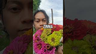 ปลูกดอกบานชื่นที่ฝรั่งเศส Grow Zinnia in France zinnia flowerfarming [upl. by Bough927]