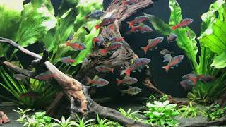 Tropical Aquarium  Odessa Barbs [upl. by Eipper]