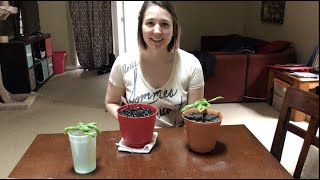 How to save basil plants overwinter in a small space [upl. by Asillem841]