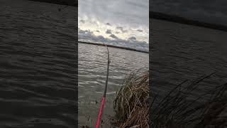 Decent Walleye fishing mychannel freshwaterfish shorts walleye blowup pikefishing [upl. by Nylsirhc]