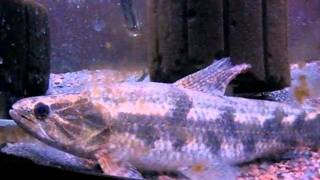 My Common Wolf fish Hoplias malabaricus [upl. by Bobbye]