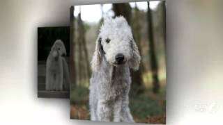 Bedlington Terrier Dog breed [upl. by Moreno402]