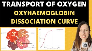 Alevel Biology Structure of HAEMOGLOBIN and Oxyhaemoglobin dissociation curves [upl. by Waddington386]