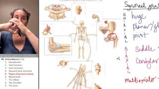 Articulations 5 Types of synovial joints [upl. by Eiroj893]