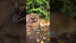 Caracal Cat Befriends Stray Defies Owner to Keep New Friend🥰 [upl. by Negiam781]