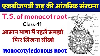 एकबीजपत्री जड़ की आंतरिक संरचना  ts of monocot root under microscope  ek bij patri jad ki kaat [upl. by Murdoch473]