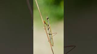 🦀 ☆¹⁸ Order Mantodea  Mantises  Observed in Description [upl. by Pavkovic995]