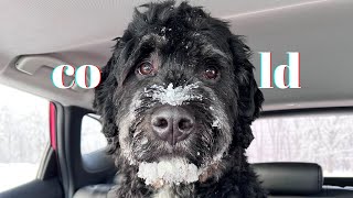 My bernedoodle enjoys the cold weather 20C [upl. by Atipul740]