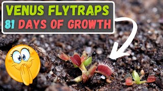 Growing Venus Flytrap From Seed Update  Germination To 81 Days Of Growth  Detailed Care Info [upl. by Aenil]