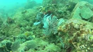 Spearfishing NSW Australia [upl. by Austina]