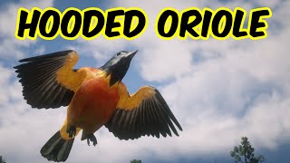 84 Hooded Oriole location RDR2 [upl. by Cutlor]