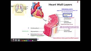 CH15 1 Pericardium [upl. by Leann]