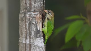 White Cheeked Barbet [upl. by Mabel]