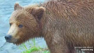 719 Junior Keeps an Eye Out for Scraps  July 28 2024 exploreorg [upl. by Nylak]