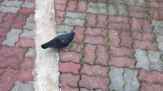 Feral Pigeon can be tamed too [upl. by Bat]