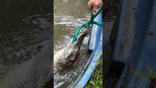 Crocodile Attacks garden Hose shorts short crocodile animal wildlife nature reptiles [upl. by Thoma767]