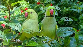 Amazing Talking Parrot Sounds [upl. by Annaihr]