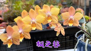 March 3 2024花量多，根多和斑点银叶的枫之谷蝴蝶兰Phalaenopsis IHsin Maple Valley [upl. by Makell]