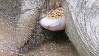 Injured giant battling for life with swollen tongue sympathetically treated by wildlife officers [upl. by Tanah]