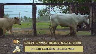 LOTE 20 [upl. by Barry]