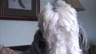 Millie the Shih Tzu Howling [upl. by Ecyak]