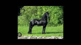 Friesians 😍 equestrain horselover [upl. by Lraed627]