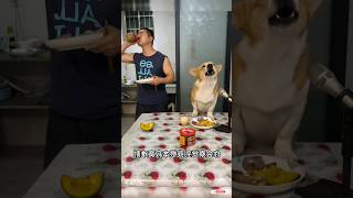 Dog singing song amp His owner also singing song foryou doglover ilovemydog mustlovedogs dog [upl. by Ativet]