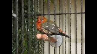 Male strawberry finch singing Red Avadavats and Amandava amandava [upl. by Nayhr]