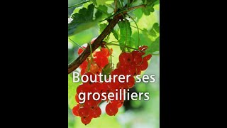 Bouturer ses groseilliers  Les 4 Saisons du jardin bio [upl. by Afnin]