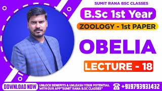 Lt18 Obelia Part  1  Zoology 1st Paper  BSc 1st Year [upl. by Nama]